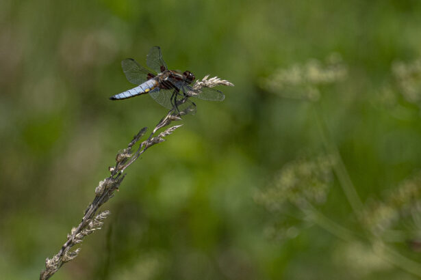 libelle